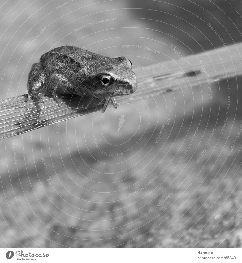 hüpfer in s/w Tier Lurch Gras Halm springen hüpfen grün Frosch frog Wasser Stein Natur