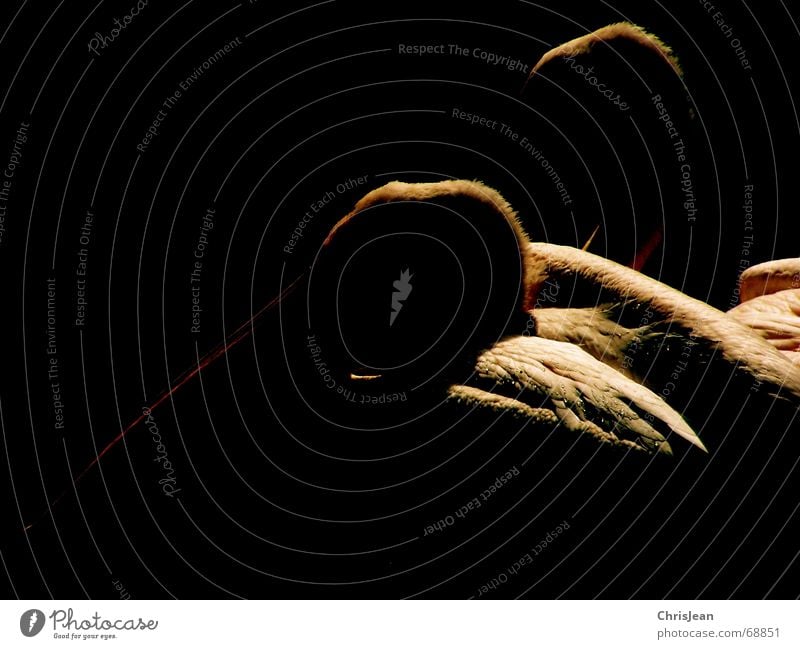 Zweisam Tier Pelikan Vogel Vogelkopf Schnabel Feder Denken bearbeitet dunkel schwarz Studioaufnahme Zusammensein 2 pelican Stolz reines gewissen animal bird