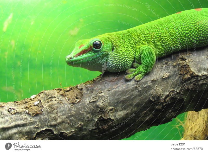 Es grünt so grün Reptil Echsen Urwald Echte Eidechsen Baum Ast