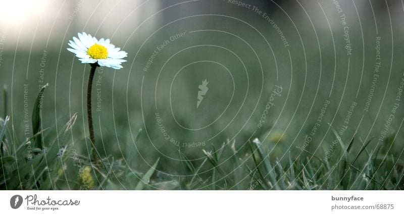 sorglos da Unbekümmertheit grün Blume Hochmut Gras weiß Wiese Gänseblümchen ruhig Einsamkeit überblicken Feld trösten margritte auffallen Rasen margrittchen