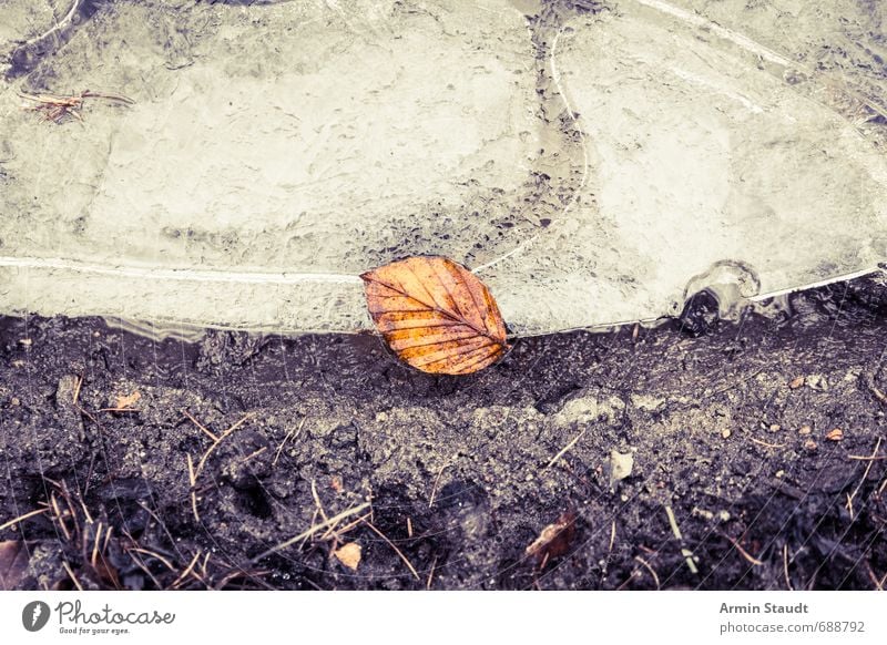 Einsames Blatt auf Eisscholle Winter Natur Erde Wasser Frost Wald alt fallen liegen ästhetisch authentisch dreckig dunkel schön braun Stimmung Tod Senior kalt