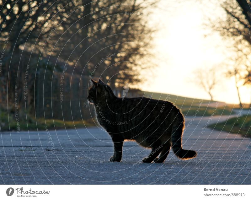 Landkatze Sonne Gegenlicht Abend Sonnenuntergang Fell Silhouette Straße Landleben Dorf Außenaufnahme Tag Profil Haare & Frisuren Baum Sträucher Hecke Natur gelb