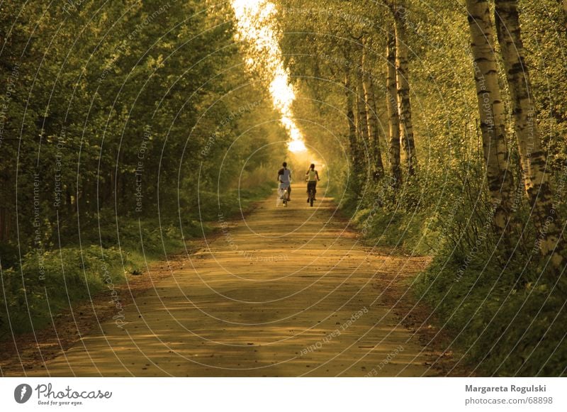 long walk home Baum Horizont Wald Fahrrad Herbst Wege & Pfade Natur Sonne