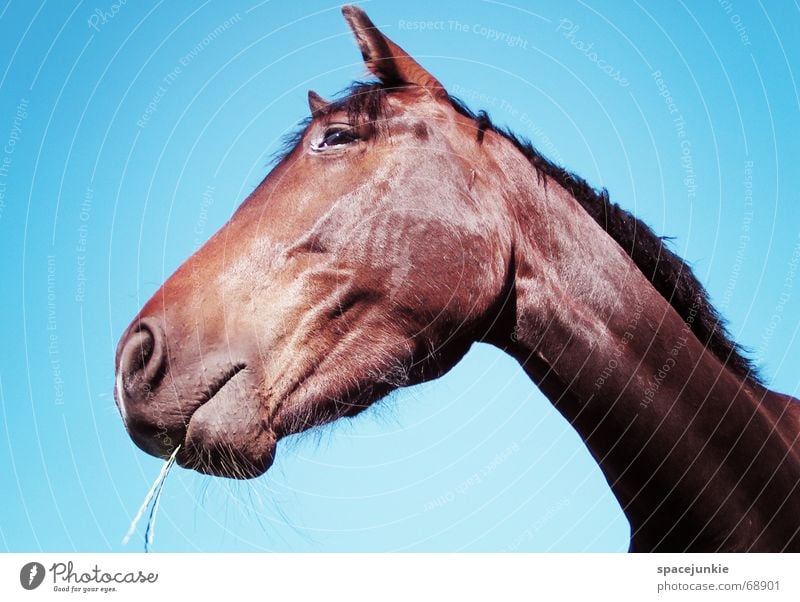 Celestino (2) Pferd Tier Außenaufnahme Gras Halm Fressen Mähne horse Natur Himmel blau