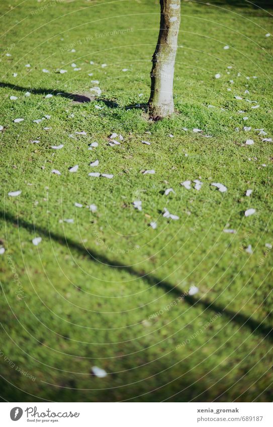 Frühling Umwelt Natur Sonnenlicht Sommer Schönes Wetter Baum Gras Sträucher Blühend genießen verblüht ästhetisch grün Grünfläche Magnolienbaum Blüte Linie