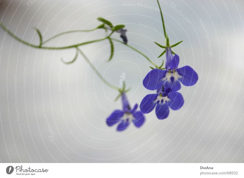 Lobelia Lobelie Gamander-Ehrenpreis Blume Pflanze Blüte Glocke weiß geschwungen filigran blau flowers blossom bloom bell blue white leaves rolling