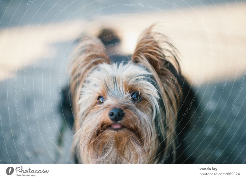 Yorkie Haare & Frisuren Haustier Hund Tiergesicht Yorkshire-Terrier Rassehund 1 Freundschaft Gassi gehen Farbfoto Außenaufnahme Menschenleer Textfreiraum oben