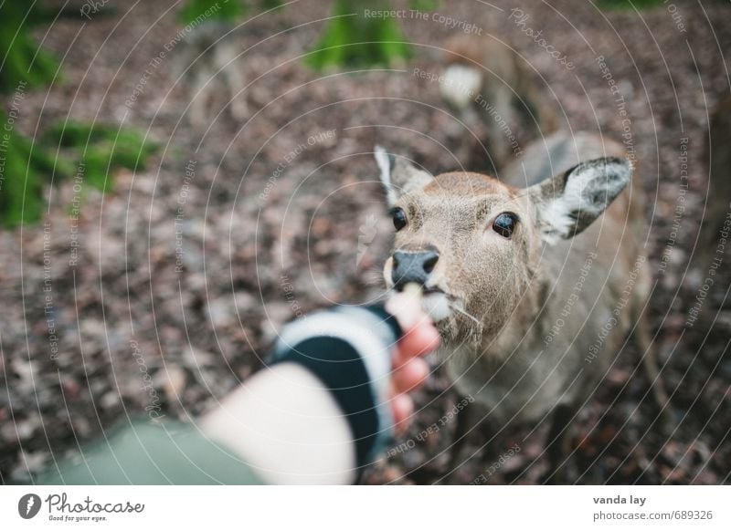 Füttern Freizeit & Hobby Jagd Umwelt Natur Herbst Winter Wald Tier Wildtier Reh Damwild Rehauge 1 füttern Wildpark Essen Streichelzoo Farbfoto