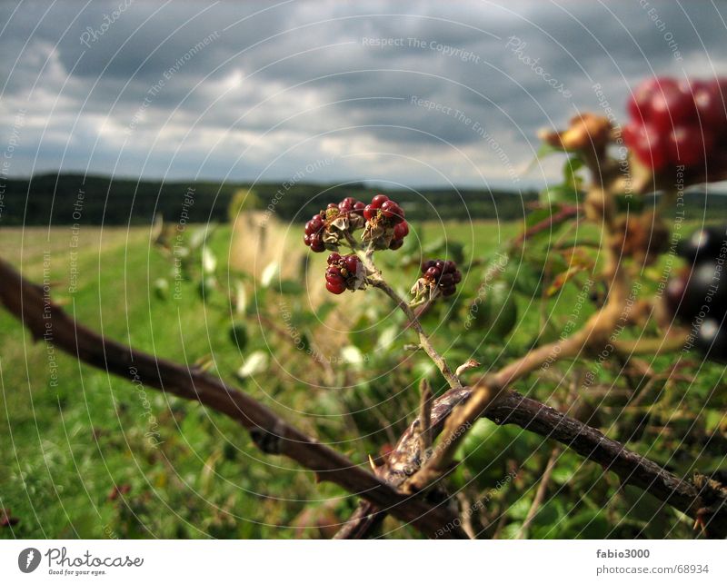 Kraft der Natur Wolken Wiese eigenwillig Himbeeren Feld Stoppelfeld Himmel Wetter Gewitter Amerika brombeer Brombeeren Regen Kontrast gedern