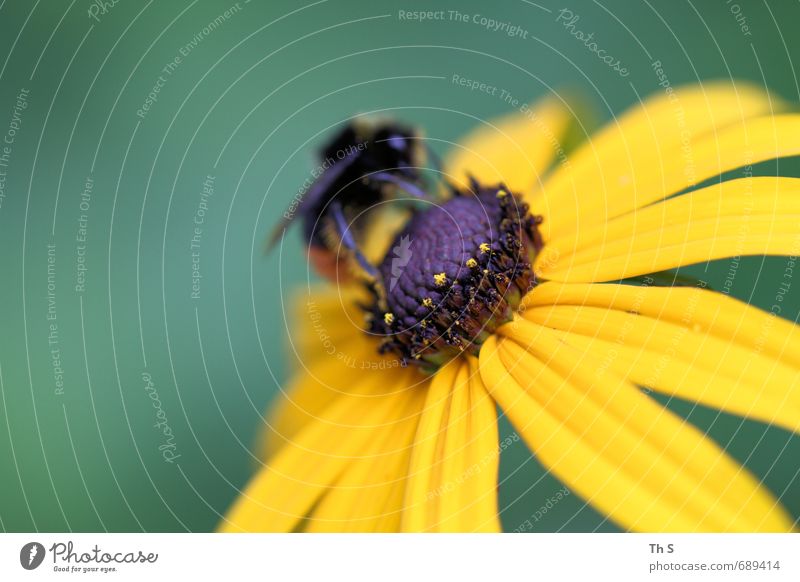 Biene Natur Pflanze Frühling Sommer Blüte Wildtier 1 Tier Blühend Duft ästhetisch elegant natürlich gelb grün Lebensfreude Frühlingsgefühle schön harmonisch