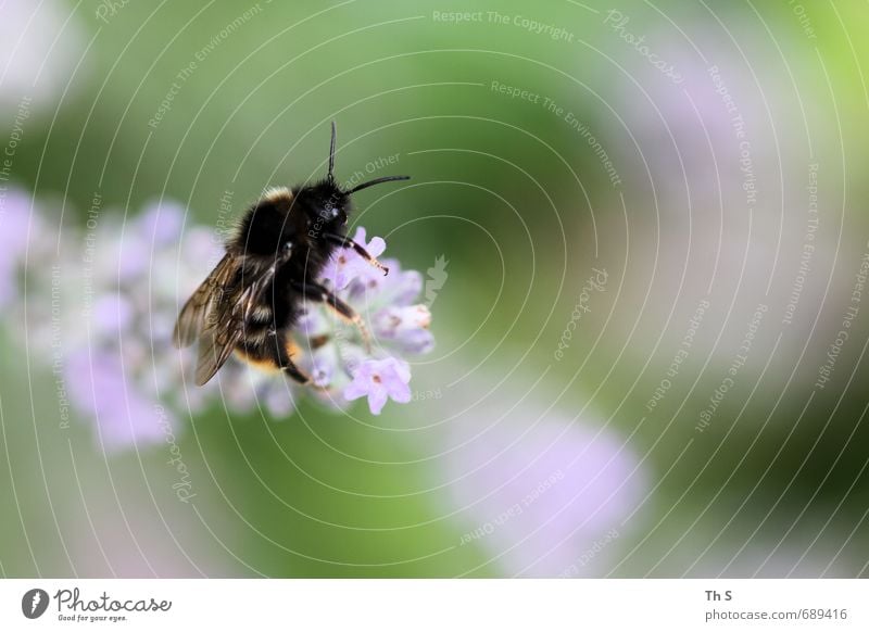 Biene Natur Pflanze Blüte Tier 1 Blühend Duft ästhetisch elegant natürlich schön Lebensfreude Frühlingsgefühle Gelassenheit geduldig ruhig Selbstbeherrschung