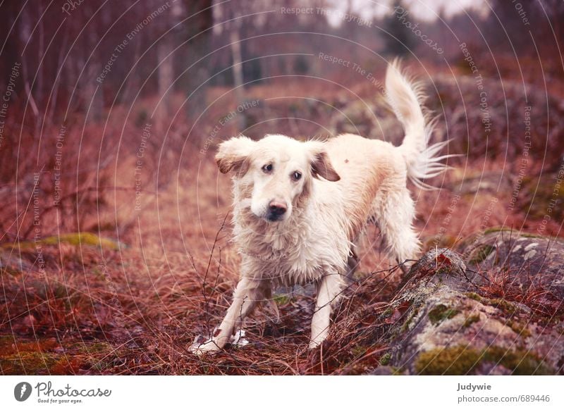 Schleudergang Freude Leben Sport Fitness Sport-Training Umwelt Natur Landschaft Herbst Winter schlechtes Wetter Pflanze Sträucher Moos Wildpflanze Wald Hügel