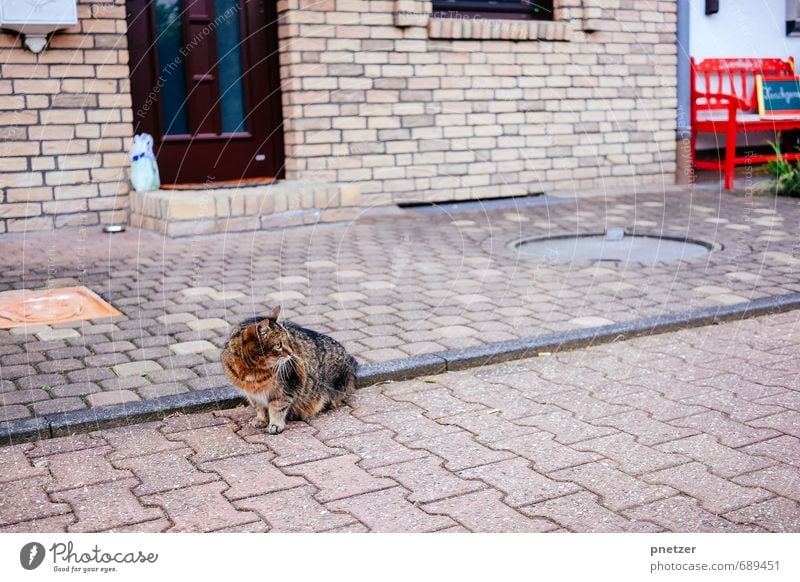 Die rote Bank Kleinstadt Stadtrand bevölkert Haus Mauer Wand Tier Haustier Wildtier Katze 1 Jagd frei Abenteuer Farbfoto Gedeckte Farben mehrfarbig