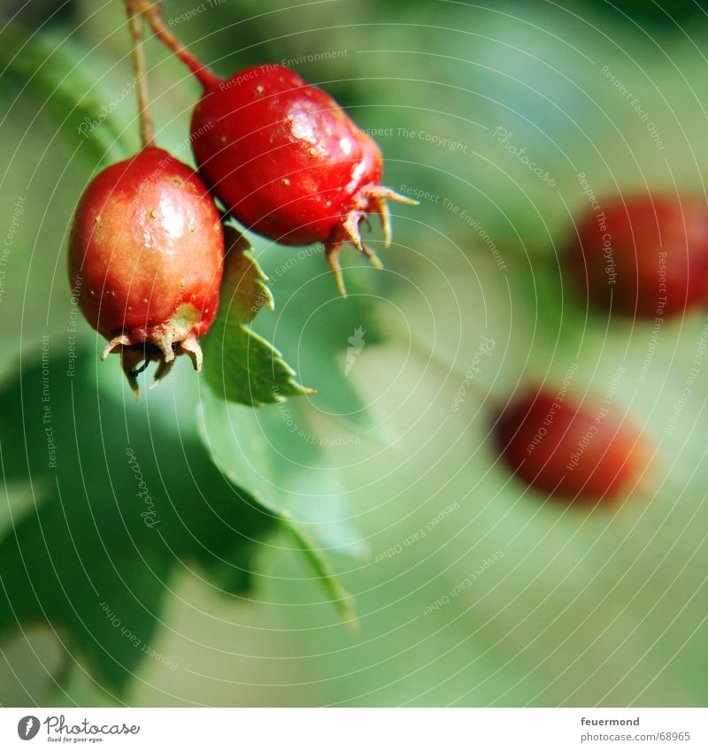 Herbstboten rot Baum Sträucher Pflanze Beeren Frucht Ast Zweig herbstlich Garten berries red tree bush autumn late summer fruit branch sun forest sheets garden