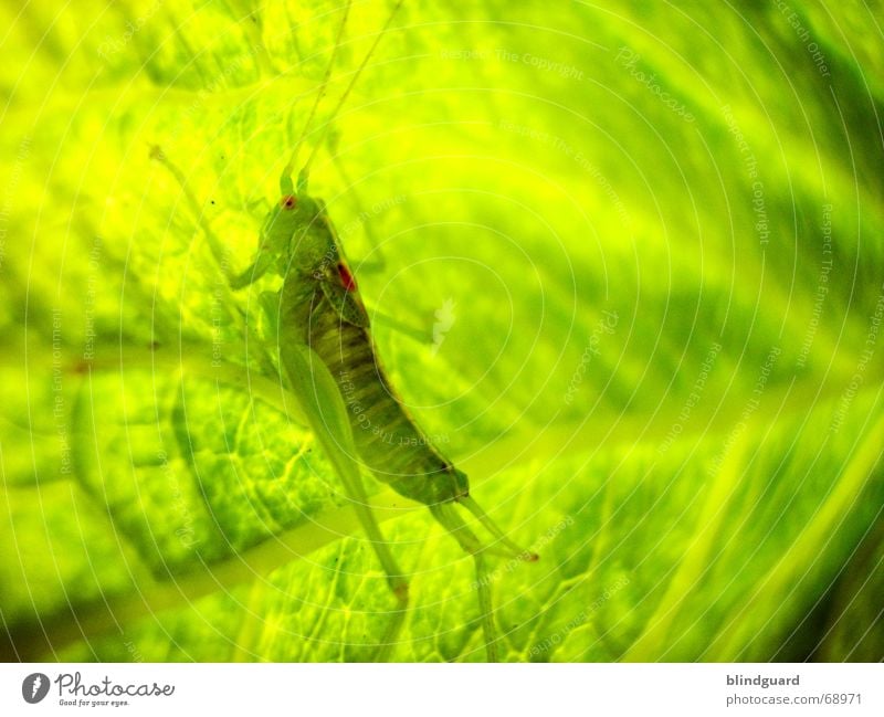 Tarnen und Täuschen Steppengrashüpfer hüpfen springen Insekt Fühler Ekel falsch Ton-in-Ton Tarnung Sonnenlicht Blatt grün Sicherheit klein Sprungkraft