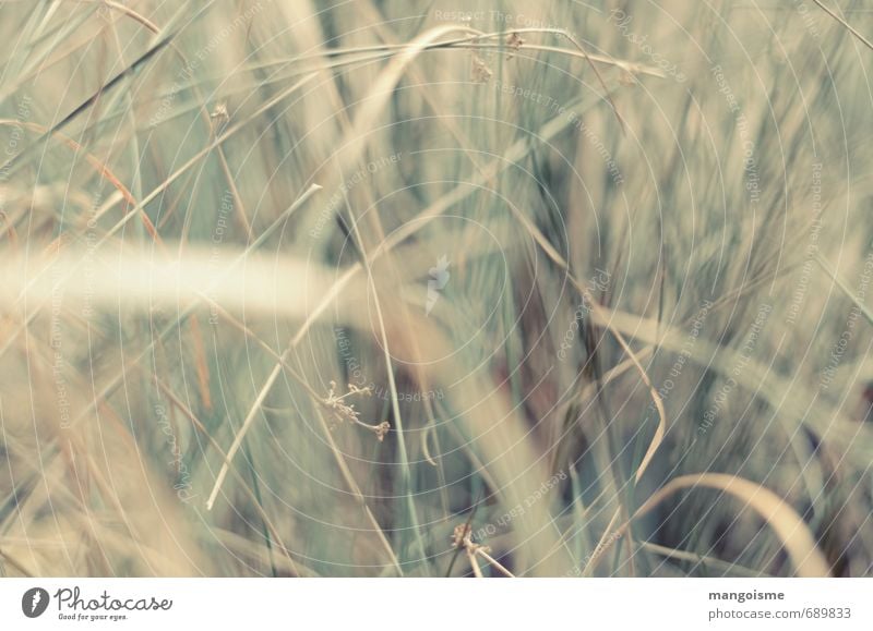 binsenwahrheit. Umwelt Natur Pflanze Dürre Gras Wildpflanze Binsen Wiese Feld Linie schön trocken braun gold grün Leichtigkeit chaotisch natürlich Halm