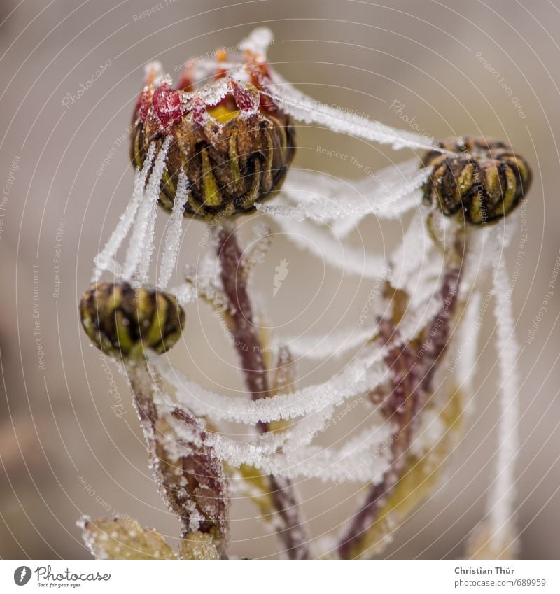 Eisig Natur Pflanze Tier Winter Frost Blume frieren ästhetisch schön gold grau grün rot weiß Gefühle kalt Farbfoto Außenaufnahme Makroaufnahme Tag Totale