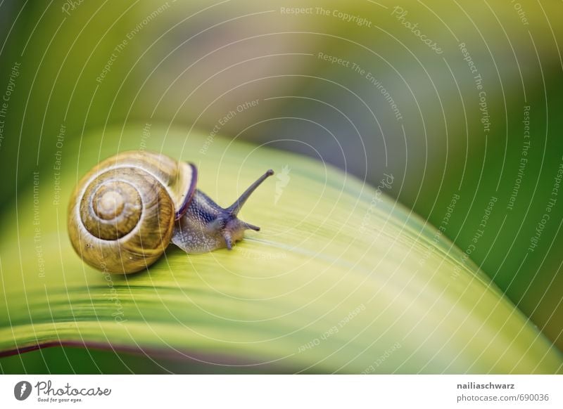 Schnecke im Garten Tier Blatt Antenne beobachten entdecken krabbeln laufen frei Fröhlichkeit natürlich Neugier niedlich saftig schleimig schön gelb schwarz