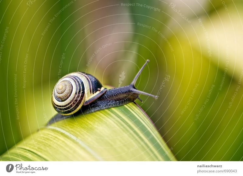 Schnecke im Garten Pflanze Tier Frühling Blatt Antenne rennen beobachten entdecken genießen krabbeln Freundlichkeit Fröhlichkeit natürlich Neugier niedlich