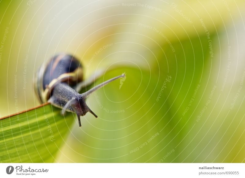 Schnecke im Garten Tier Blatt Antenne 1 beobachten krabbeln laufen natürlich Neugier niedlich gelb schwarz Frühlingsgefühle Mut Tierliebe Genauigkeit