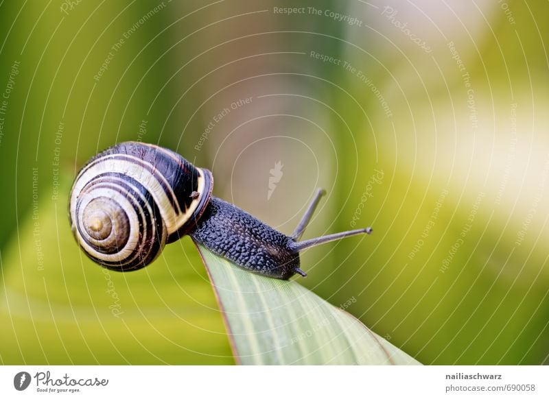 Schnecke im Garten Tier Blatt Antenne krabbeln rennen elegant schön natürlich Neugier niedlich schleimig gelb schwarz Fröhlichkeit Frühlingsgefühle Mut