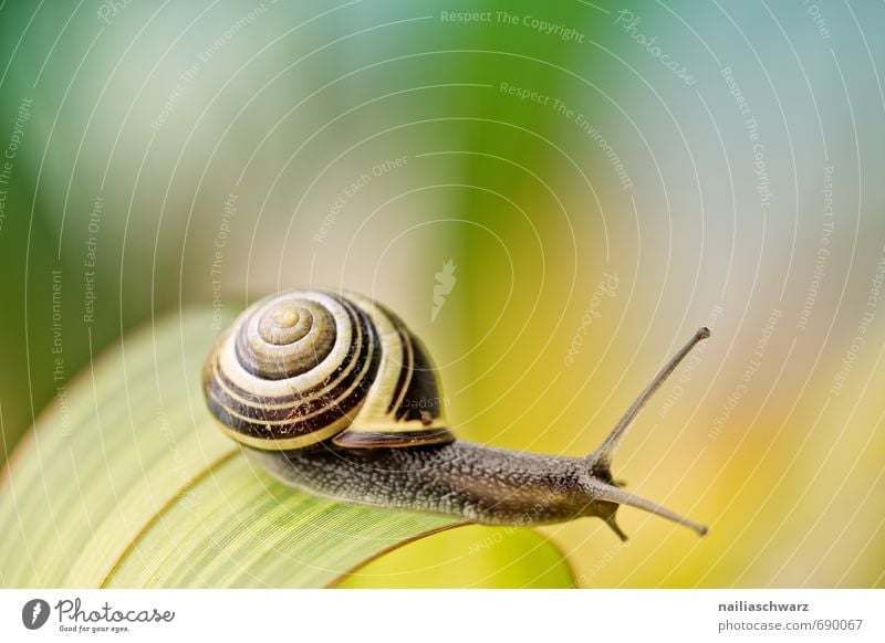 Schnecke im Garten Tier Blatt Antenne berühren entdecken krabbeln Fröhlichkeit schön natürlich Neugier niedlich positiv gelb schwarz Freude Frühlingsgefühle