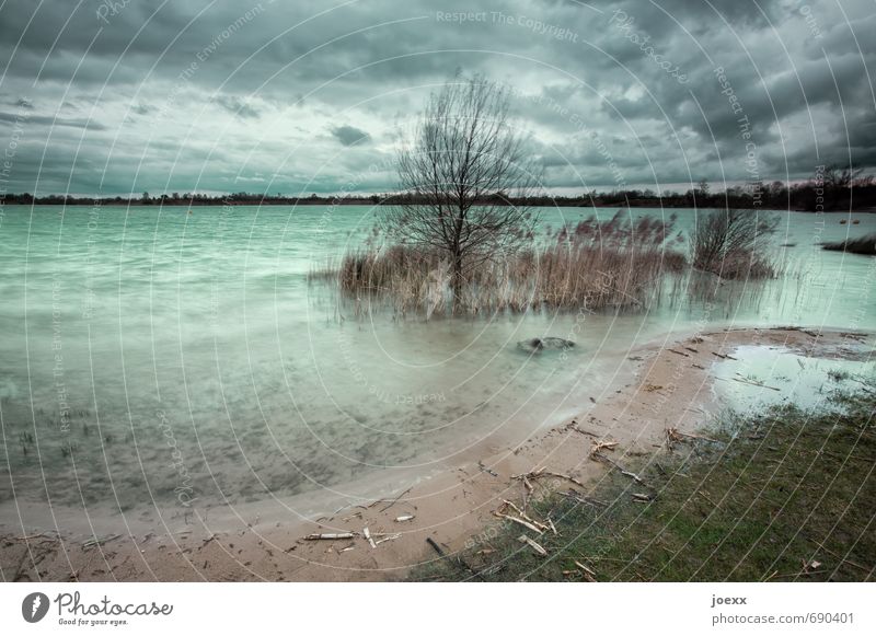 Aussicht für die kommenden Tage. Natur Landschaft Luft Himmel Wolken schlechtes Wetter Wind Pflanze Seeufer kalt braun grau grün Horizont Baggersee Treibholz