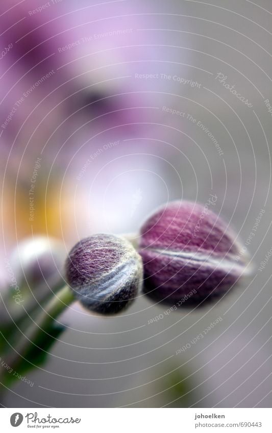 noch geschlossen Natur Pflanze Blüte Herbstanemone Hahnenfußgewächse Blütenknospen Garten Park Blühend Duft hängen warten rund violett silber weiß Sicherheit