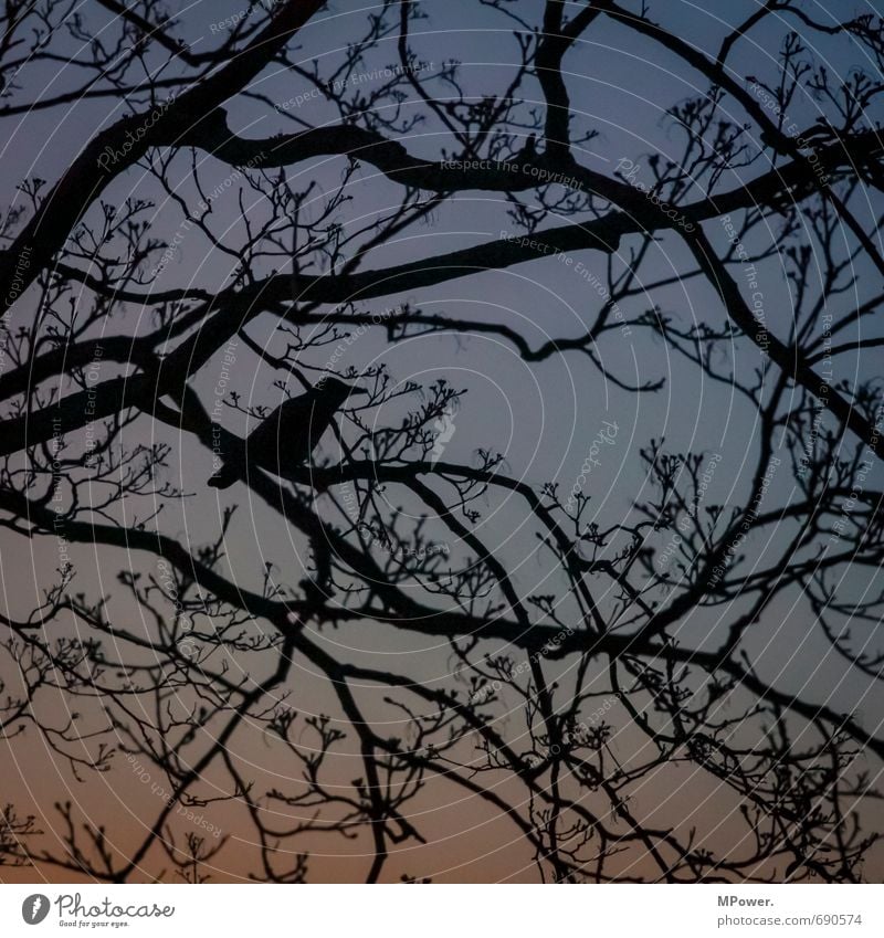 suchbild Umwelt Sonnenaufgang Sonnenuntergang Schönes Wetter Baum Park blau schwarz Vogel Ast Silhouette Rabenvögel beobachten Späher verstecken Suche Frühling