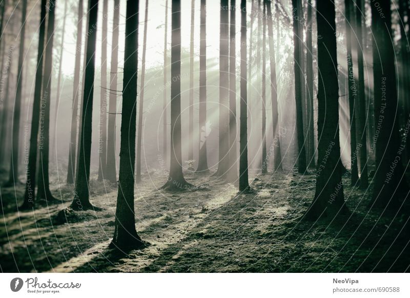 Morgens im Wald Leben harmonisch Wohlgefühl Zufriedenheit ruhig Meditation Fitness Sport-Training Umwelt Natur Landschaft Pflanze Erde Klima Baum Moos