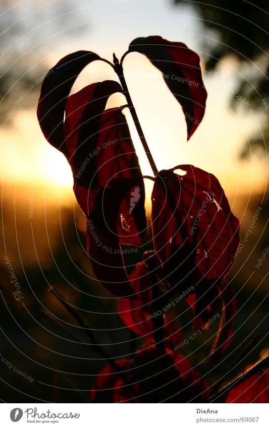 Abendstimmung (1) Blatt rot Loch Sonnenuntergang Sommer Natur August leaf leaves red holey mood