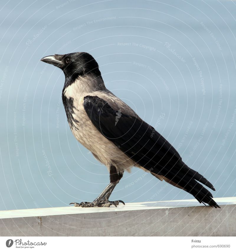 Russische Saatkrähe Natur Tier Himmel Wolkenloser Himmel Mauer Wand Wildtier Vogel 1 Beton stehen natürlich schön blau schwarz weiß Neugier stagnierend