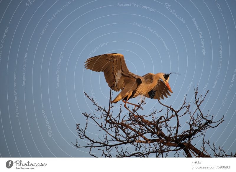 Graureiher 2 Natur Tier Himmel Wolkenloser Himmel Schönes Wetter Baum Wildtier Vogel Flügel 1 fliegen natürlich oben blau grau orange schwarz weiß Wachsamkeit