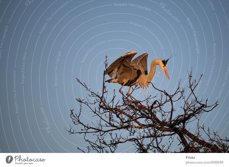 Graureiher 1 Natur Tier Himmel Wolkenloser Himmel Baum Wildtier Vogel fliegen oben blau grau orange schwarz weiß Bewegung großer Vogel große Flügelspannweite