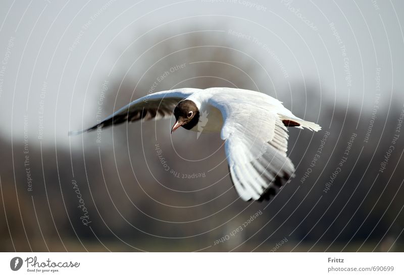 A Möwe mid an schworz´n Kopf Natur Tier Himmel Wildtier Vogel Flügel Schwarzkopfmöwe Ichthyaetus Ichthyaetus melanocephalus Regenpfeiferartige 1 beobachten