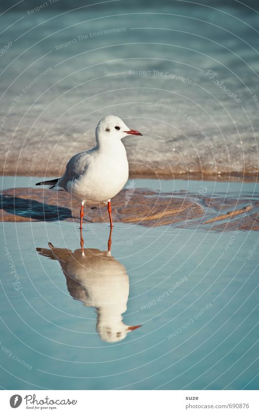 Hm, total versalzen hier ruhig Meer Winter Schnee Umwelt Natur Tier Wasser Klima Schönes Wetter Eis Frost Küste Ostsee Wildtier Vogel 1 stehen warten kalt klein