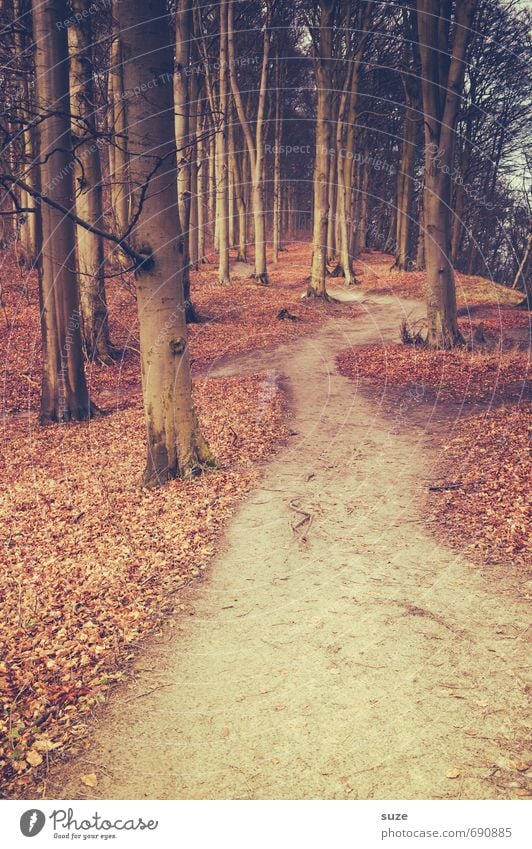 Über den alten Pfad Umwelt Natur Landschaft Pflanze Erde Herbst Baum Park Wald Wege & Pfade Wachstum fantastisch groß hoch natürlich Einsamkeit geheimnisvoll