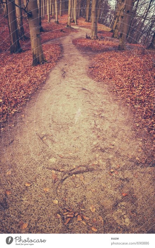 Das ist der Richtige. Umwelt Natur Landschaft Pflanze Erde Herbst Baum Park Wald Wege & Pfade Wachstum fantastisch groß hoch natürlich Einsamkeit geheimnisvoll