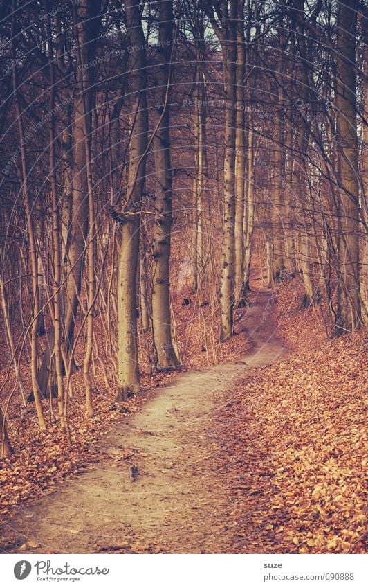 Durch den Wald Umwelt Natur Landschaft Pflanze Erde Herbst Baum Park Wege & Pfade Wachstum fantastisch groß hoch natürlich geheimnisvoll Idylle Ziel herbstlich