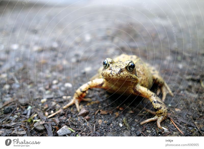 Küss mich! | echt Natur Tier Erde Frühling Garten Park Wildtier Frosch Tiergesicht Kröte Krötenwanderung 1 hocken Blick nah natürlich Neugier braun gelb