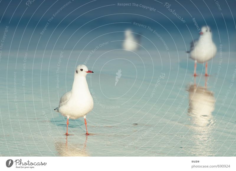 Jonathan und lauter Wasser ruhig Sommer Sommerurlaub Meer Umwelt Natur Tier Klima Schönes Wetter Küste Ostsee Wildtier Vogel 3 stehen warten kalt klein