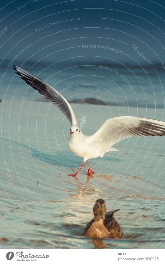 Entenjagd Schwimmen & Baden Meer Umwelt Natur Tier Wasser Himmel Horizont Klima Wetter Küste Ostsee Wildtier Vogel Flügel 2 fliegen kalt Neugier wild blau