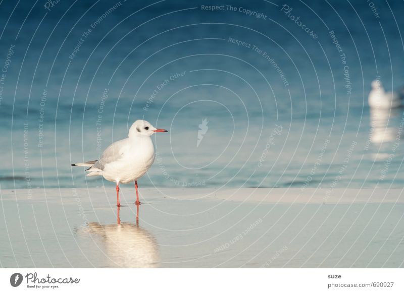 Der kiekt sich de Oogen aus’n Kopp ... ruhig Sommer Sommerurlaub Umwelt Natur Tier Wasser Klima Küste Ostsee Meer Wildtier Vogel stehen warten kalt klein