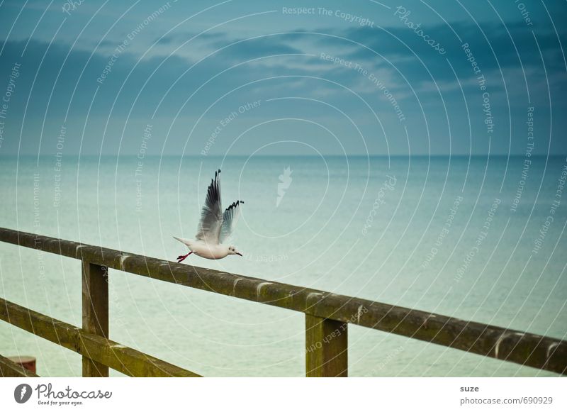 Jetzt mal Butter bei die Fische! Freiheit Natur Tier Luft Himmel Küste Ostsee Meer Wildtier Vogel Flügel Bewegung fliegen authentisch fantastisch kalt klein