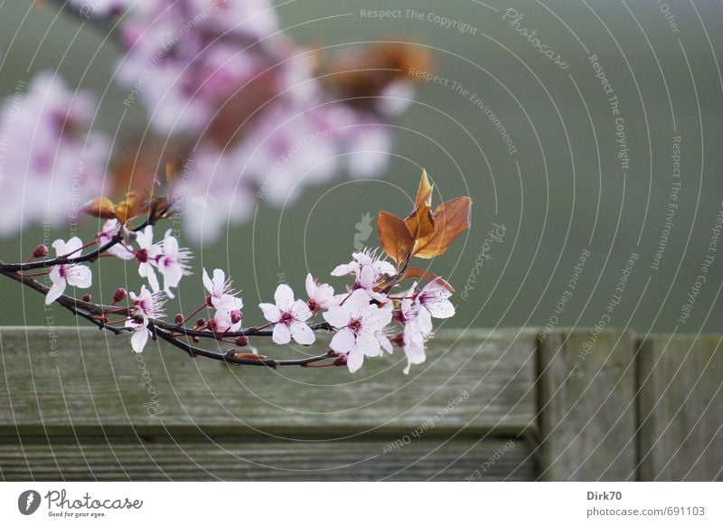 Frühlingsbote II Natur Pflanze Baum Sträucher Blatt Blüte Zierkirsche Zweig Garten Zaun Gartenzaun Holzzaun Blühend leuchten Wachstum Freundlichkeit