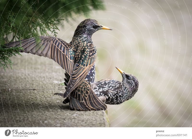 Starallüren Umwelt Natur Tier Frühling Wildtier Vogel 2 grau grün flattern Farbfoto Außenaufnahme Nahaufnahme Menschenleer Textfreiraum rechts Tag