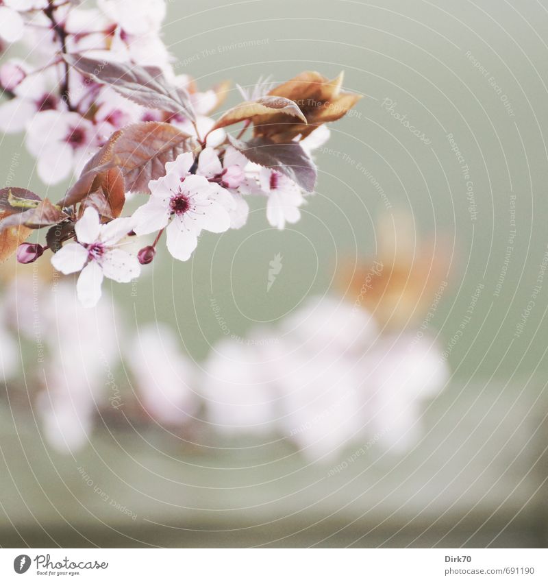 Frühlingsbote III Natur Pflanze Baum Blatt Blüte Zierkirsche Zweig Garten Park Blühend Duft hängen leuchten ästhetisch Fröhlichkeit frisch Gesundheit grau rosa