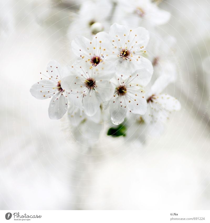 echt | dufte Natur Landschaft Pflanze Frühling Baum Sträucher Blüte Wildpflanze Garten Park Blühend Duft Wachstum authentisch hell schön Stadt gelb grau grün