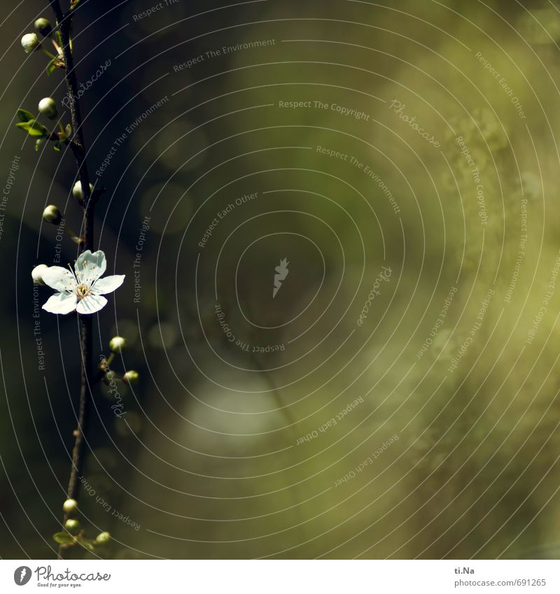 Blütenbande Umwelt Natur Pflanze Tier Frühling Schönes Wetter Baum Nutzpflanze Wildpflanze Garten Blühend Duft verblüht schön klein braun gelb grün weiß