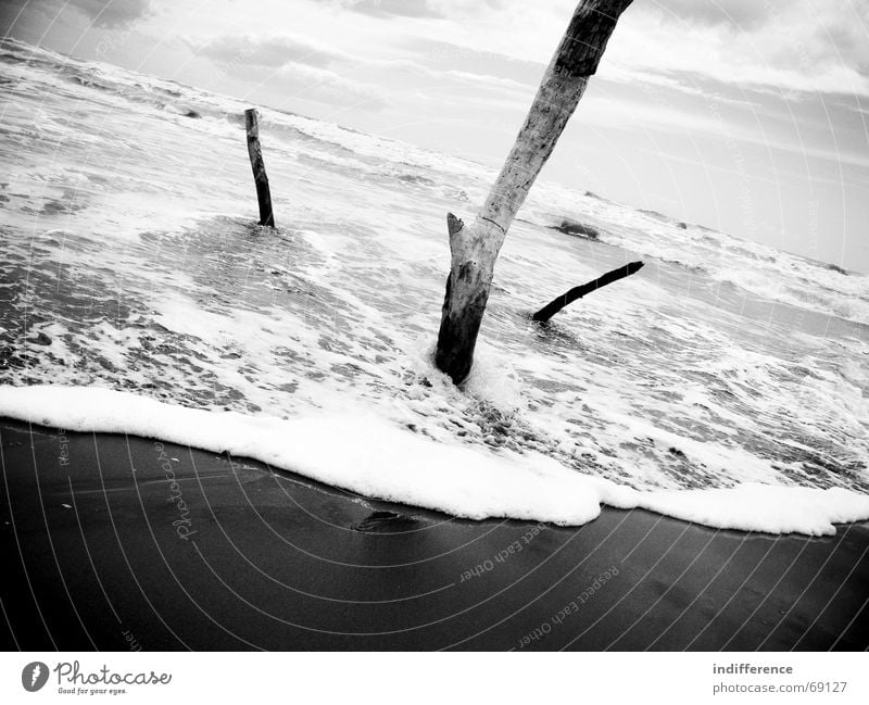 shore view Strand Sommer Himmel tree branch wave sea water Sand horizon sky clouds